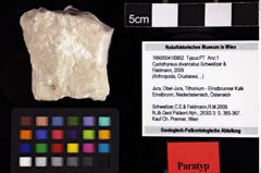 Foto (Objket + Etiketten) von Cyclothyreus divaricatus (Schweitzer & Feldmann, 2009) 